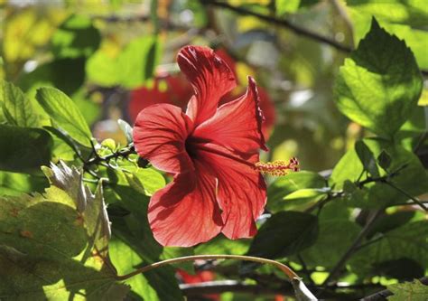 Dabei müssen sie einige dinge beachten. Hibiskus schneiden: Ran an den Roseneibisch ...