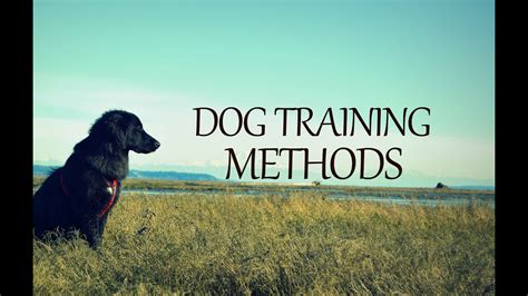 What Are The Different Types Of Dog Training Methods