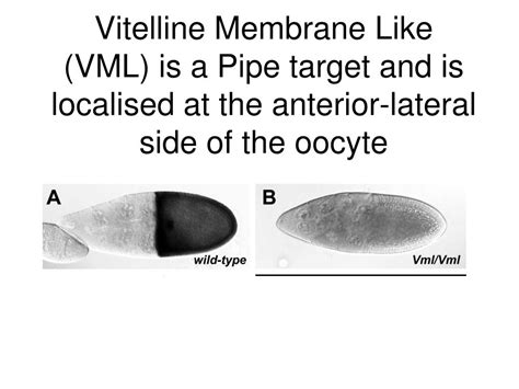 We have built grfs that quantitatively and accurately predict gene expression in single cells of developing drosophila melanogaster embryos. PPT - Drosophila embryonic Dorsal-Ventral patterning ...