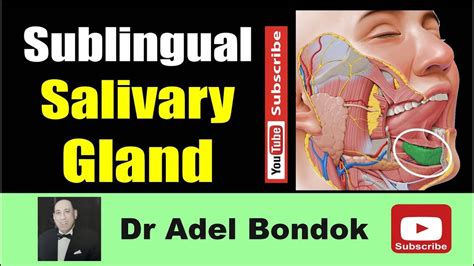 Anatomy Of The Sublingual Salivary Gland Dr Adel Bondok Making Anatomy