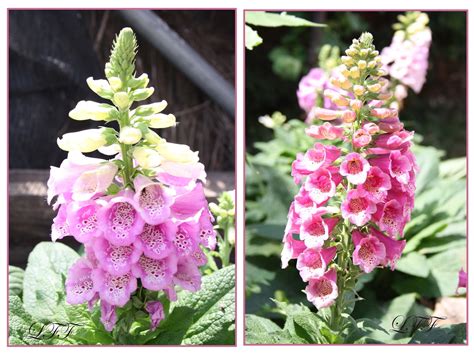 Pensando Jardines: PACIENCIA