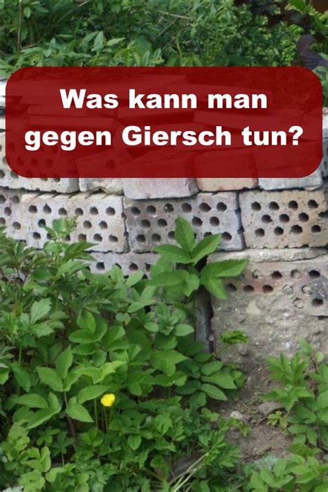 Wer ihn also einmal im garten hat, wird ihn nur schwer wieder los. Was kann man gegen Giersch tun? » GartenBob.de der Garten ...
