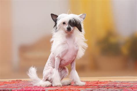 Chinese Crested Dog Are They Really Hairless Better Homes And Gardens