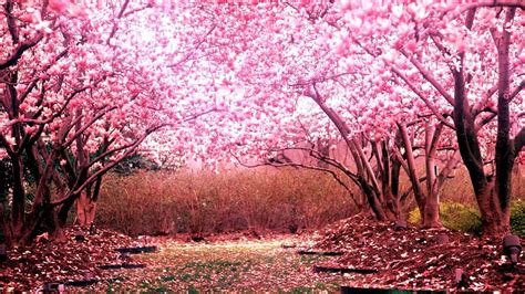 10 New Cherry Blossom Hd Wallpaper Full Hd 1080p For Pc
