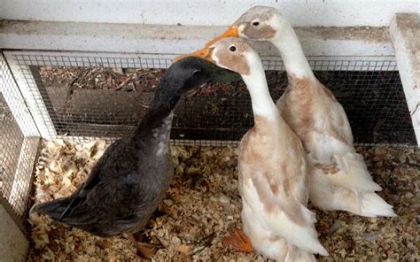 Staple hardware cloth to the frame to cover the top and sides. Duck Coops