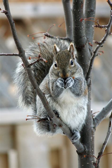 Tree Squirrels Nwctp