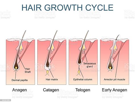 Hair Growth Cycle Stock Vector Art And More Images Of Anatomy 595351664