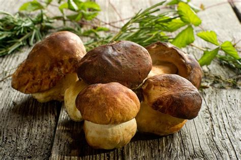 Seasonal Fresh Wild Foraged Mushrooms To Table