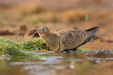 Black Bellied Sandgrouse And X28pterocles Orientalisand X29 Stock Image