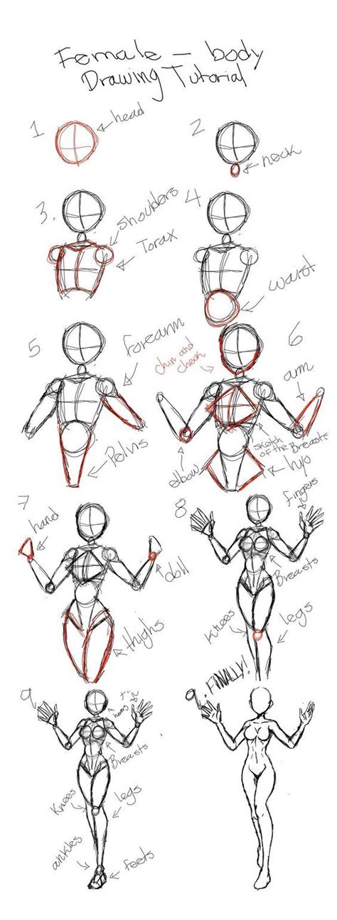 How To Draw Female Anatomy Human Body Drawing Body Drawing Tutorial