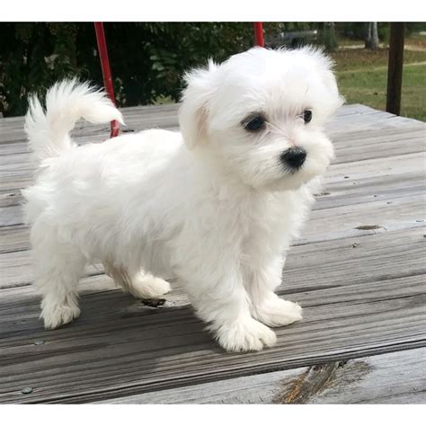 Pictures Of Maltise Puppies Maltese Dog Breed Information Pictures