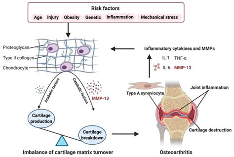 ijms free full text overview of mmp 13 as a promising target for the treatment of osteoarthritis