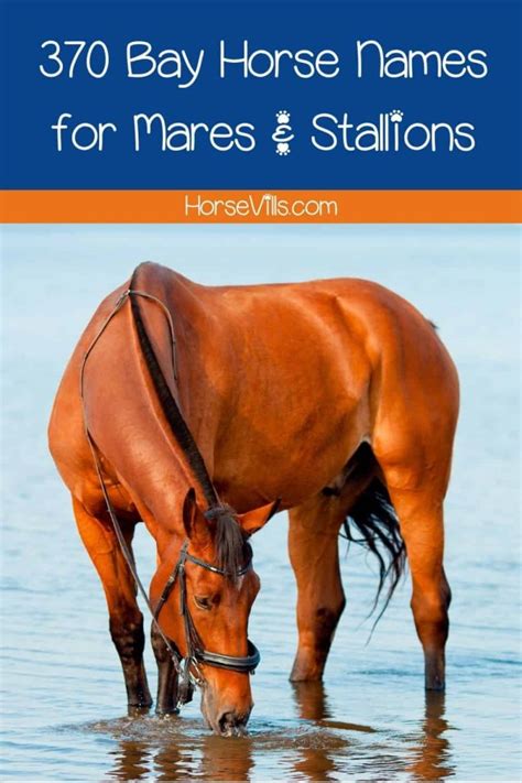 370 Perfect Bay Horse Names For Stallions Geldings And Mares