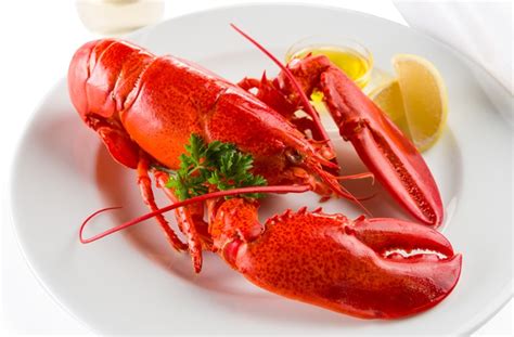 Nova Scotia Lobster Catch Likely Down About 10 This Month Quality