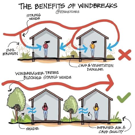 Landscaping For Windbreaks Department Of Energy