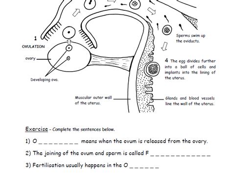 Ks3 Biology Human Reproductive System Worksheet Pack Teaching Resources