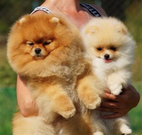 Teddy bear cut explained in 20 minutes by magic mel this popular style can be applied to various dog breeds and. 15 Absolutely Cute Teddy Bear Pomeranians | Page 3 of 7 ...