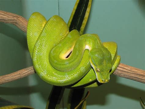 Green Tree Python Facts Pod