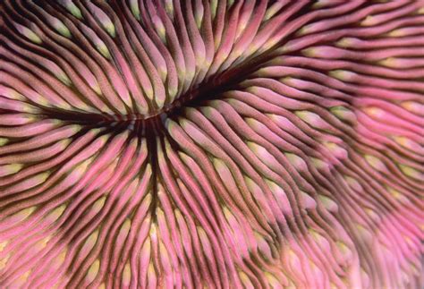13 Easy Saltwater Aquarium Reef Corals