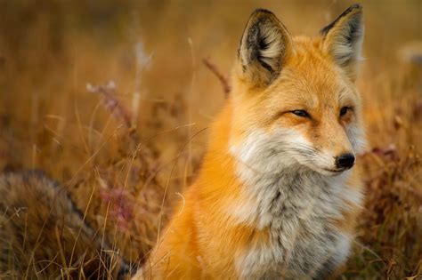 10 Facts About Foxes Southwick Country Park Nature Reserve