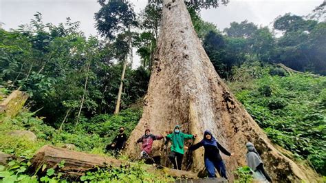 Penasaran dengan ular terbesar di dunia? Penampakan Terbaru Pohon Medang di Tanjung Raya Agam yang ...