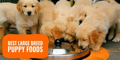 Fromm salmon & chicken pâté. 10 Best Large Breed Puppy Foods - Requirements, Reviews & FAQ