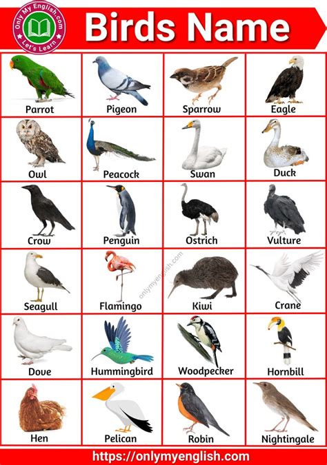 Birds Name In English Birds For Kids Birds Pictures With Names