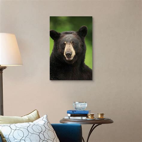 Portrait Of Black Bear Minnesota Wall Art Canvas Prints Framed
