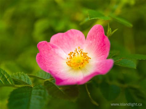 Wild Rose Flower Ecard Island Light Photography