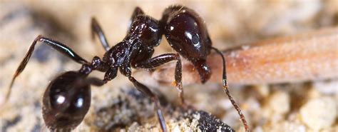 Some bed bug products cannot be used where others can. Ant Species that Will Invade Your Florida Home | McDonald ...