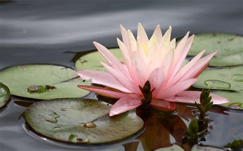 free download water lily wallpapers [3970x2482] for your desktop mobile and tablet explore 70