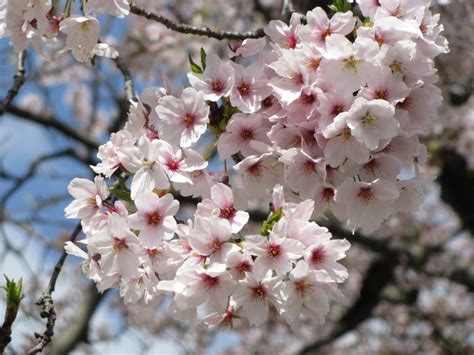 For example, in one culture a flower may symbolize death, while another culture views the same flower as a positive symbol, such as a symbol of hope and love. Symbolic Plants of Japan - Culture - Japan Travel