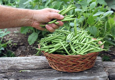 Comment cuire des haricots verts frais ou surgelés Recette