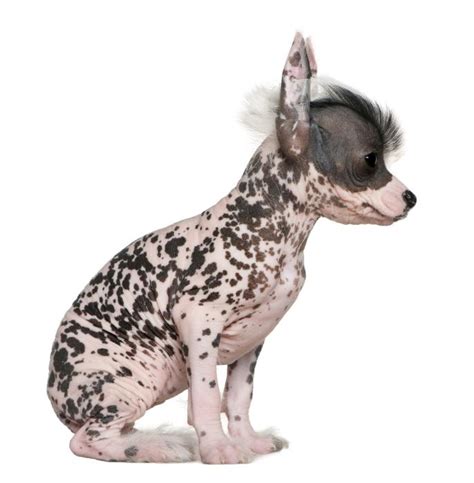 Chinese Crested Puppies Lovetoknow Pets
