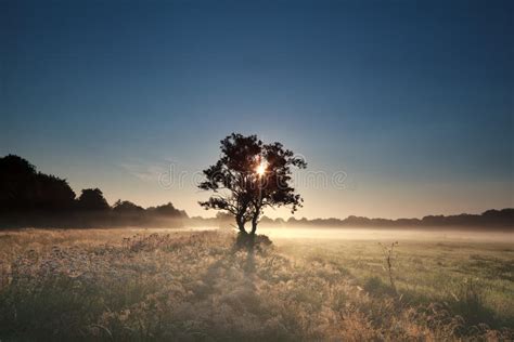 Sunbeams Through Tree During Misty Morning Stock Image Image Of