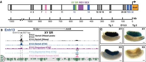 Sex Reversal Following Deletion Of A Single Distal Enhancer Of Sox9