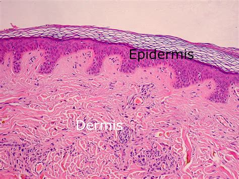 Dermis Layers Structure Of Dermis The Dynamic Natural Skin Care