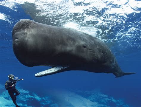 Paus sperma atau paus kepala kotak (physeter macrocephalus) adalah hewan terbesar dalam kelompok paus bergigi sekaligus hewan bergigi terbesar di dunia. Apakah Paus Sperma Sepanjang Ini? : Mongabay.co.id
