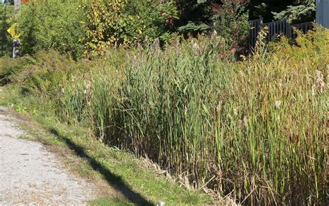 Eddmaps Record Id 4777490 European Common Reed Phragmites