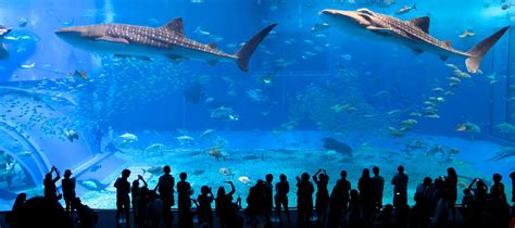 Okinawa Aquarium Wallpapers Top Free Okinawa Aquarium Backgrounds