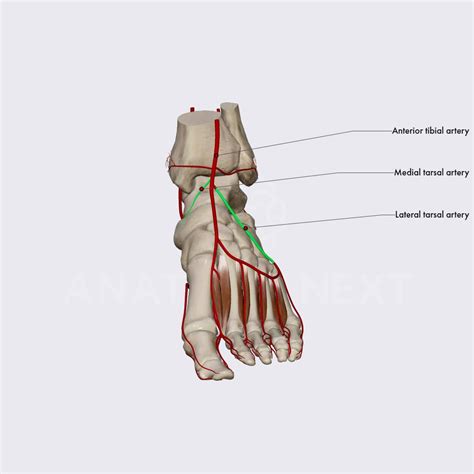 Lateral And Medial Tarsal Arteries Arteries Of The Lower Limb Lower