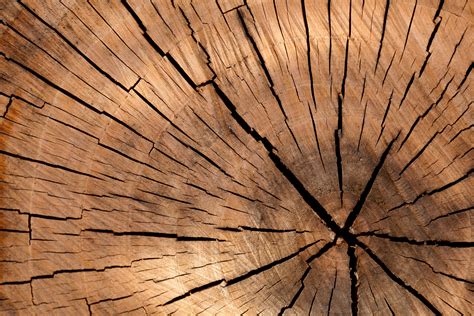 Free Images Branch Wood Sunlight Texture Leaf Flower Floor