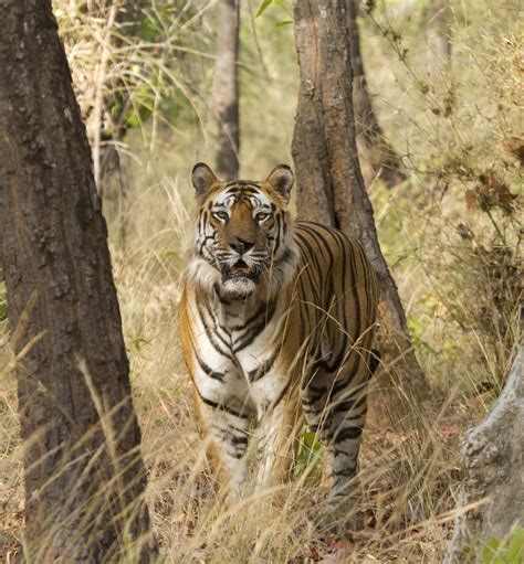 Wildlife Wander Bandhavgarh Tiger Reserve Benevolent Tiger Gods