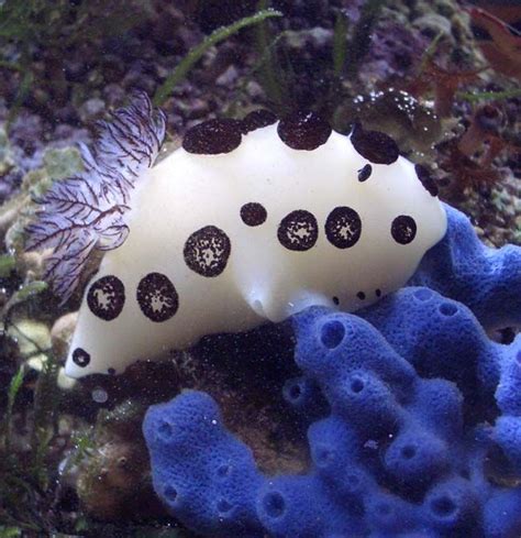 Nudibranch Eating A Sponge A Photo From Maale North Trekearth