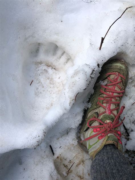 grizzly bear tracks found within three miles of grangeville city limits grangeville news