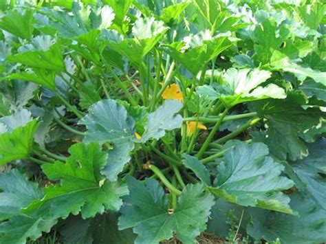 Led 4w zucchini starry sky bullb. Zucchini Squash, Summer Squash - Our Plants - Kaw Valley ...