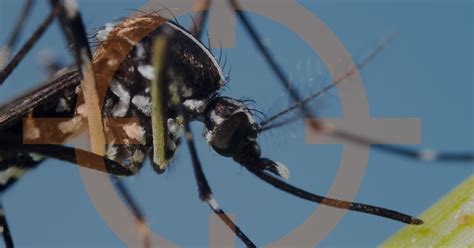 Atlas termite & pest control has been recognized as being a front runner in opening. Mosquito Control OKC: Get Rid Of Mosquitoes in Your Yard ...