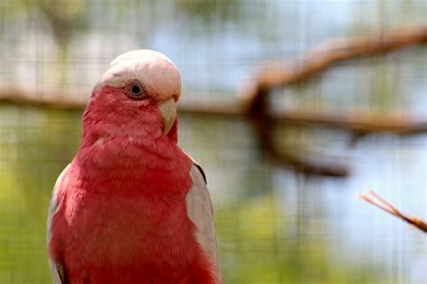 Galah | Our Animals | Fort Wayne Children's Zoo