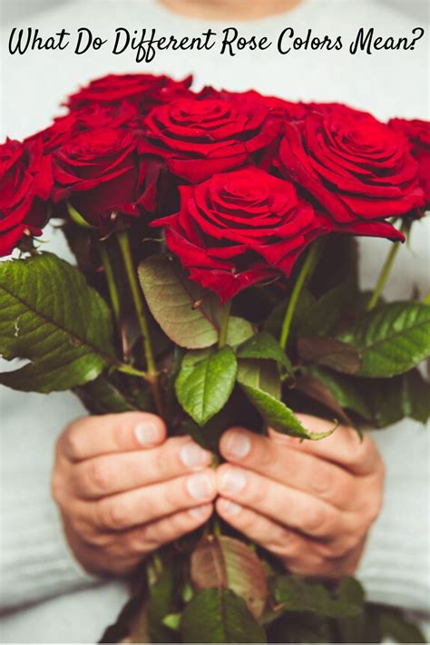 Roses are the most well known and celebrated flower. Rose Color Guide: What Do Different Rose Colors Mean ...
