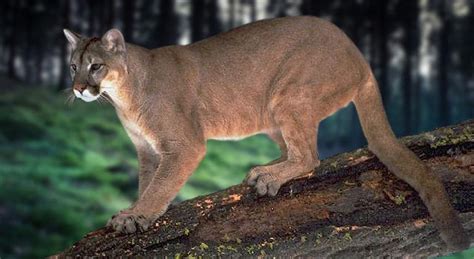 Most Endangered Big Cats Rarest Tigers Pumas Or Lions In